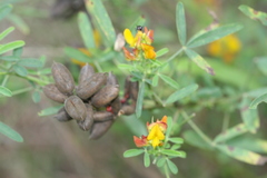 Crotalaria goreensis